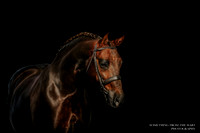 Maelor Equestrian Showing - 25th February 2023