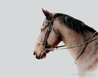 Berriewood Dressage - 2nd February 2025